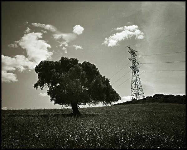 Alternative tree and pylon landscape, Spain