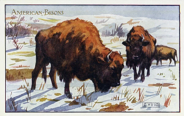 American bisons