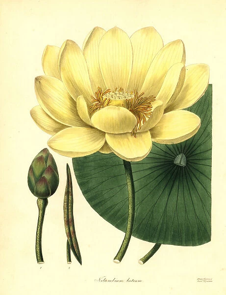 American lotus, Nelumbo lutea