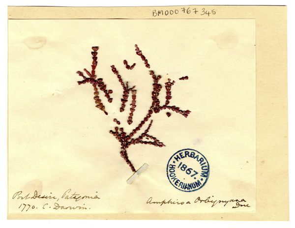 Amphiroa orbignyana, coralline red algae Amphiroa orbignyana, coralline red algae