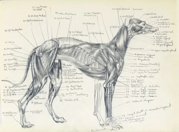 Anatomical Drawing of a Greyhound Muscle Art Prints