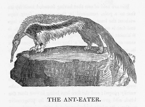 Anteater (Bewick)