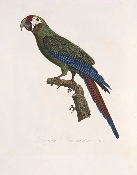 Ara ambiguus, great green macaw