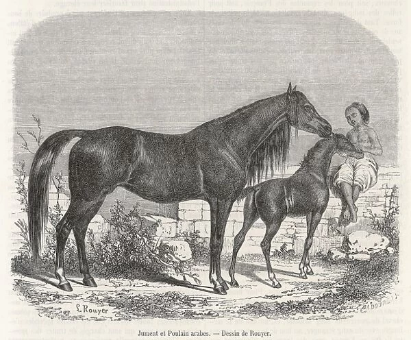 Arabian Horse 1861