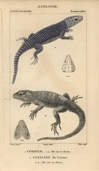 Handcolored Copperplate Print of Armadillo Girdled Lizard and