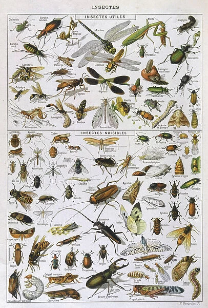 Assorted Insects