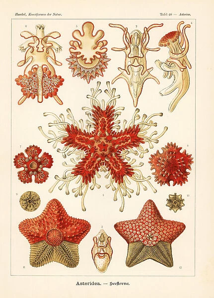 Asteriidae starfish