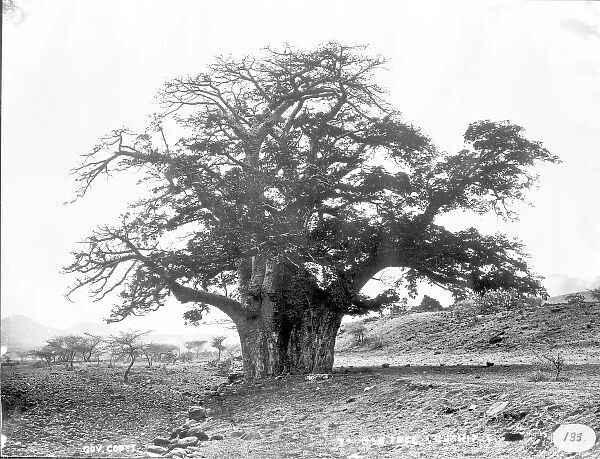 Baobab tree, Cape Verde Islands (1873)