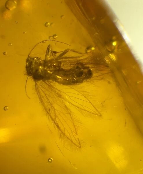 Barklouse in amber. A Barklouse, Pscoptera preserved in Dominican amber