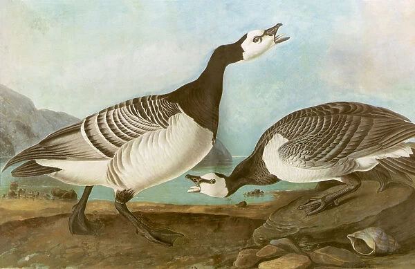 Barnacle Geese Date: 1835