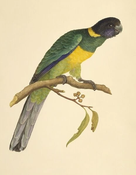 Barnardius zonarius, Australian ringneck