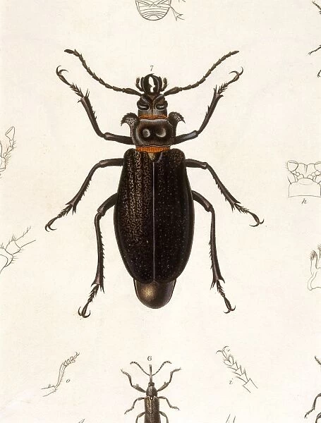Beetle  /  Prionus Cumingii