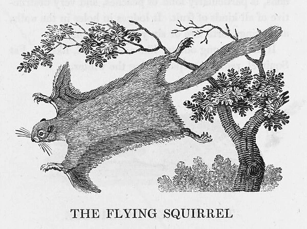 Bewick  /  Flying Squirrel