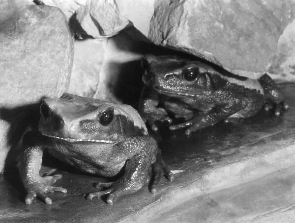 Blombergs Toads