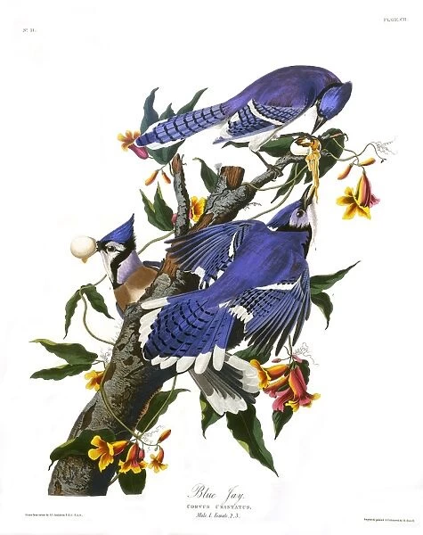 Blue Jay, by John James Audubon