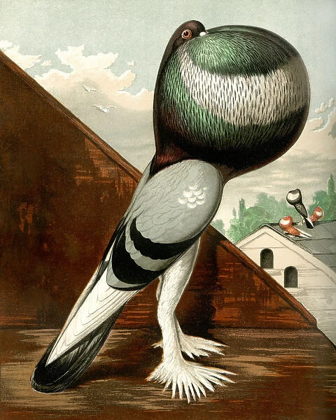 Blue Pouter Cock Pigeon