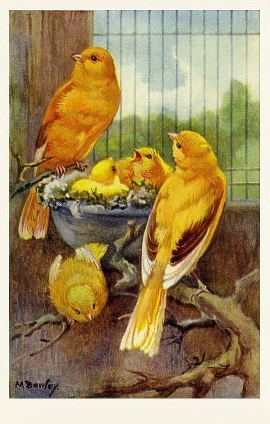 Border Canaries. From a series of postcards.. c.1937
