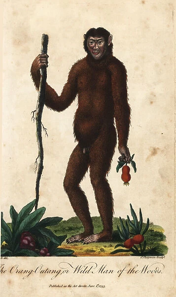 Bornean orangutan, Pongo pygmaeus. Endangered