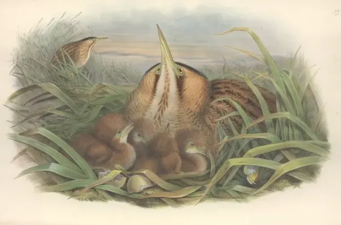 Framed Print : Eurasian Bittern Print