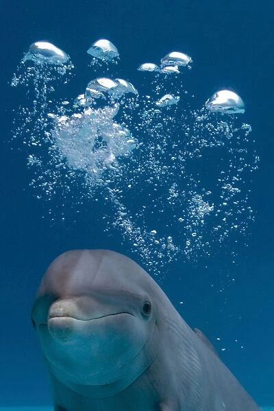 Bottlenose Dolphin - swimming underwater - with water bubble