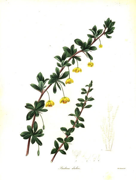 Box-leaved barberry, Berberis microphylla