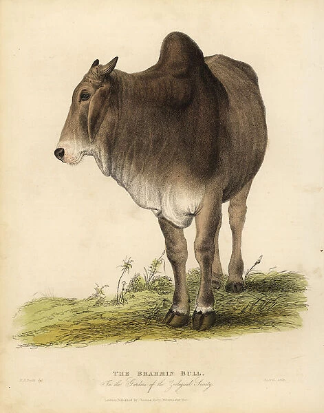 Brahma breed of zebu cattle, Bos taurus indicus