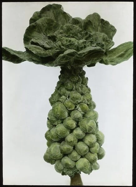 Brassica Oleracea Gemmifera (Brussels Sprouts)