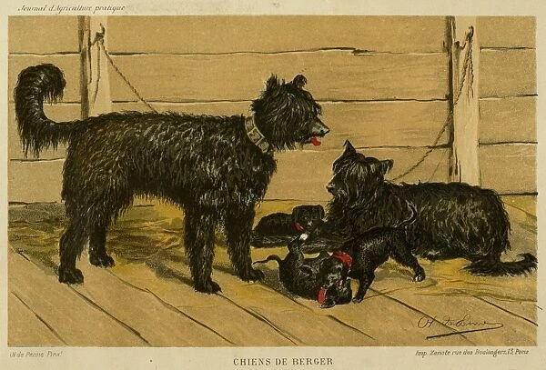 Brie Shepherd Dogs at 1865 Paris dog show