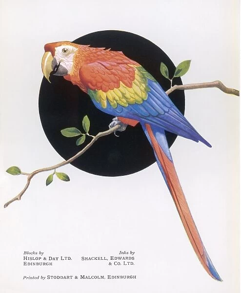 Bright Coloured Parrot