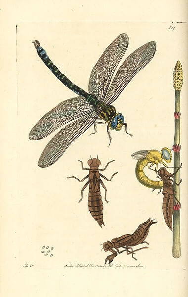 Brown hawker dragonfly, Aeshna grandis
