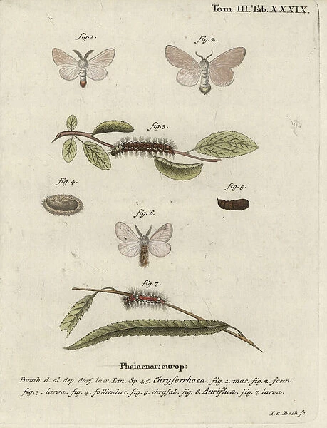 Brown-tail moth, Euproctis chrysorrhoea
