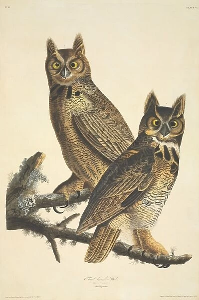 Bubo virginianus, great-horned owl