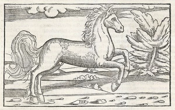 BUCEPHALUS. Bucephalus, the horse of Alexander the Great