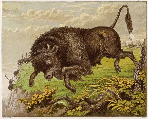 Buffalo (Kronheim) 1869