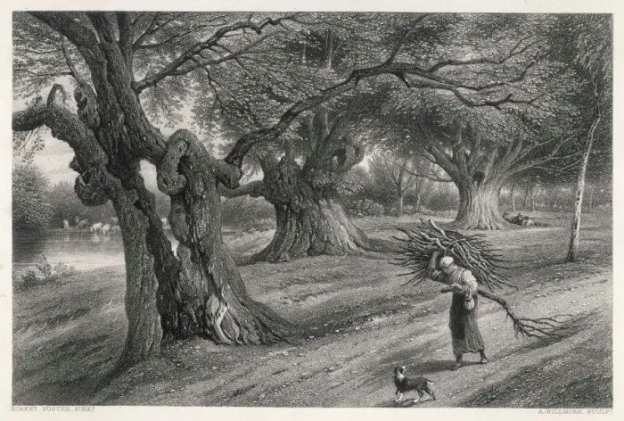 Framed Print : Burnham Beeches Woodland Scene Print Framed Print : Burnham Beeches Woodland Scene Print