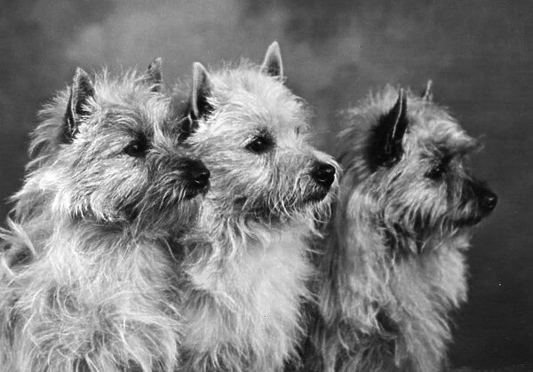 THREE CAIRNS TERRIERS