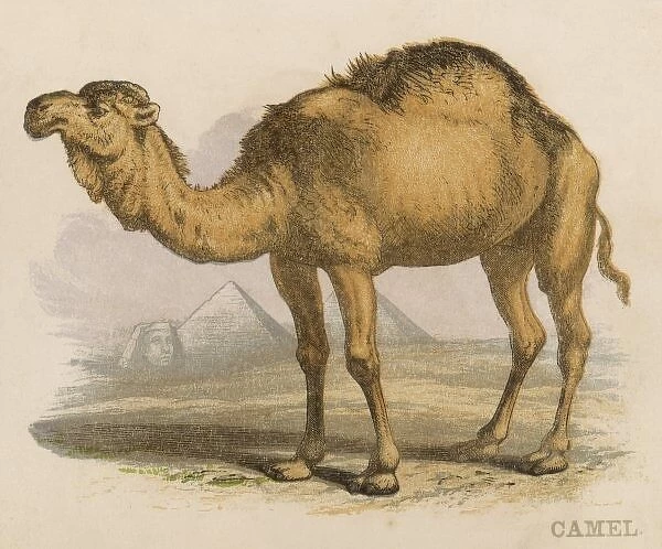Camel  /  Scrapbook C1880