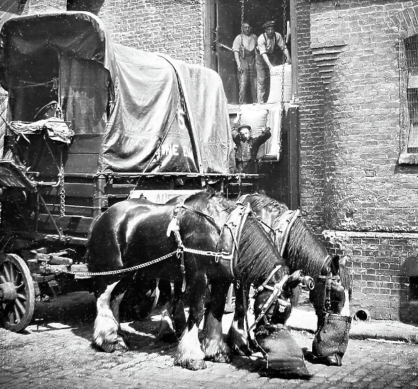 Cart horses at a warehouse, London, early 1900s