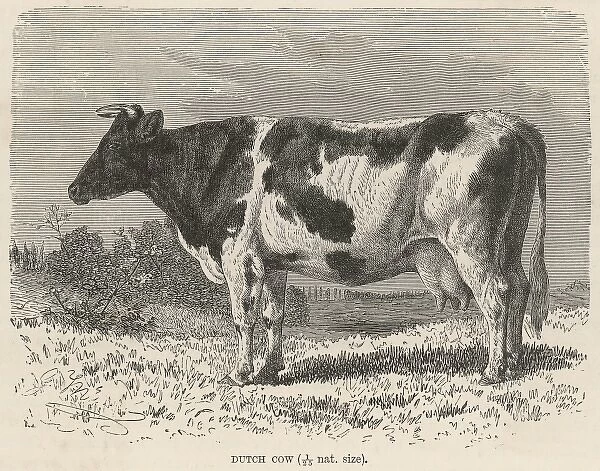 Cattle  /  Dutch Cow 19C