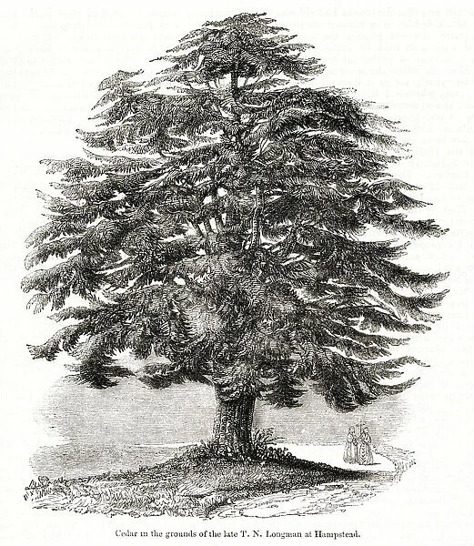 Cedar of Lebanon, Hampstead, NW London