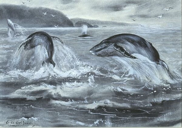 Cetacea (order), whale