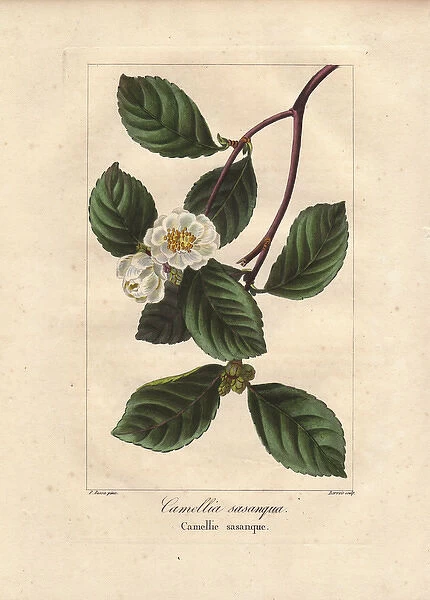 Christmas camellia, Camellia sasanqua, native to Japan