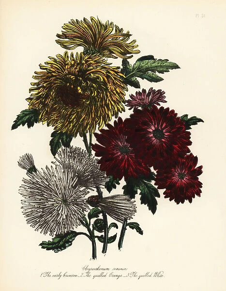 Chrysanthemum indicum varieties
