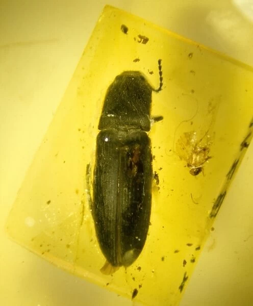 Click beetle in amber