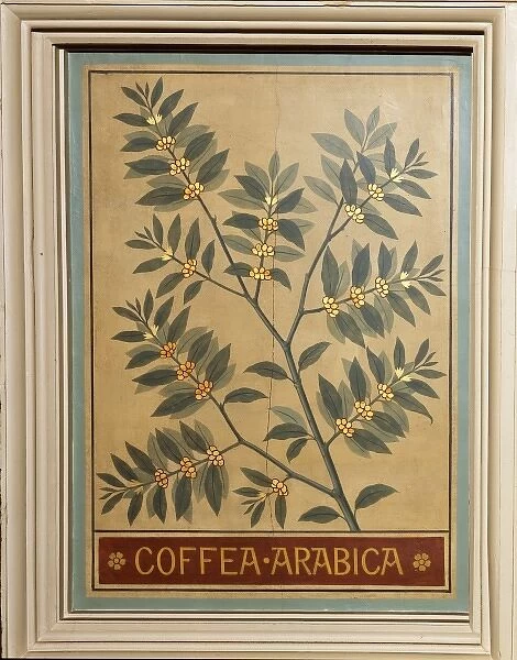 Coffea arabica, coffee