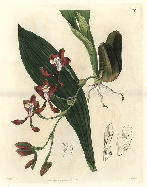 Colleys batemannia orchid, Batemannia colleyi