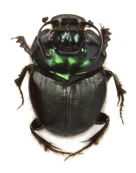 Copris fallaciosus, Kenyan dung beetle