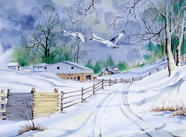 Country lane in winter, with two flying swans
