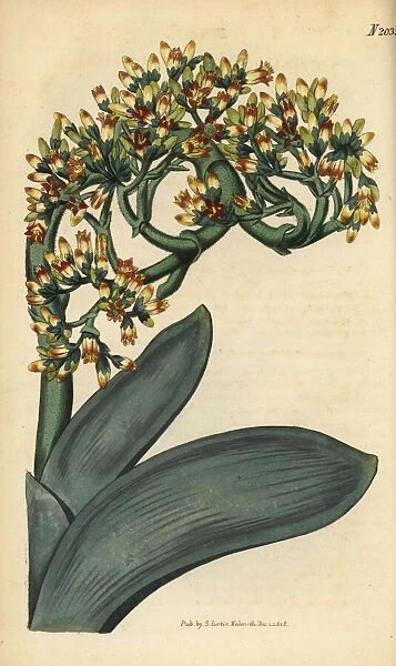 Crassula perfoliata