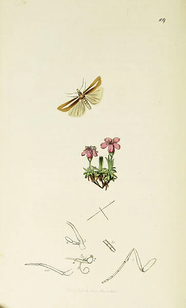 Curtis British Entomology Plate 109